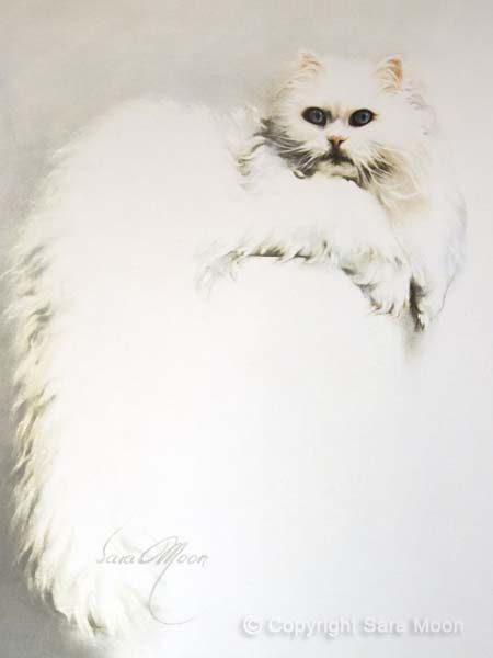 "White Persian Cat" by Sara Moon